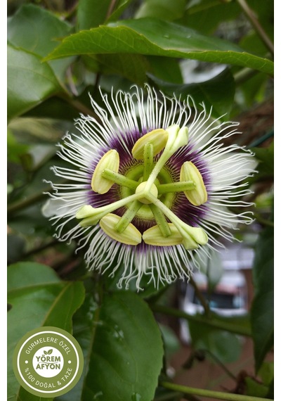 Geleneksel Tıbbın Sakinlik İksiri Çarkıfelek Burgu Otu, Fırıldak Otu Passiflora İncarnata 80gr.