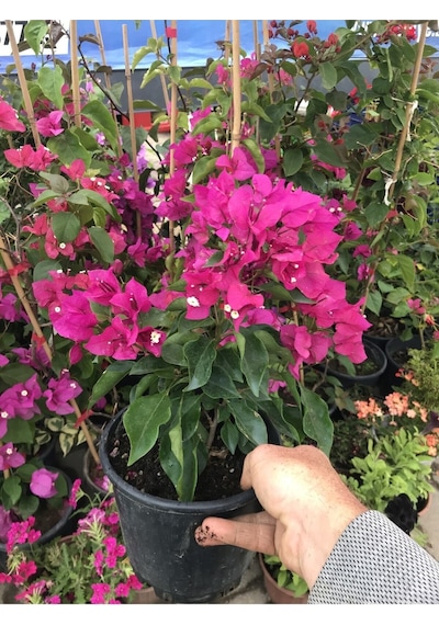 Nura Botanik Begonvil Çiçeği Bougainvillea