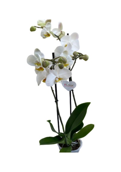 Phalaenopsis Orkide , Çift Dallı Orkide 60-80cm Arası Boyunda, Beyaz - 48358812