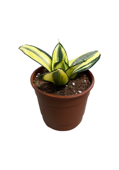 Sansevieria (Paşa Kılıcı) (4'lü Set) Ø12 CM Y15-20 CM