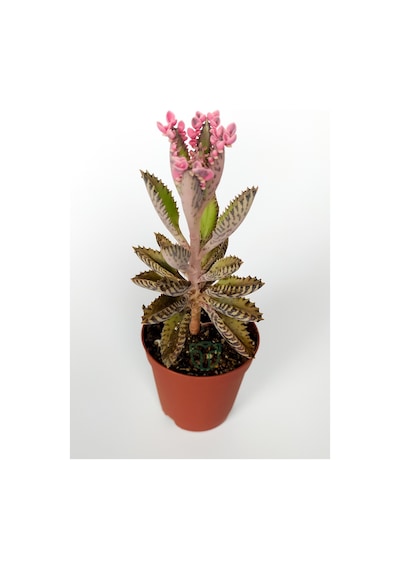 Aşkın Gözyaşları Çiçeği Kalanchoe Daigremontiana Pembe 5.5 Cm Sak