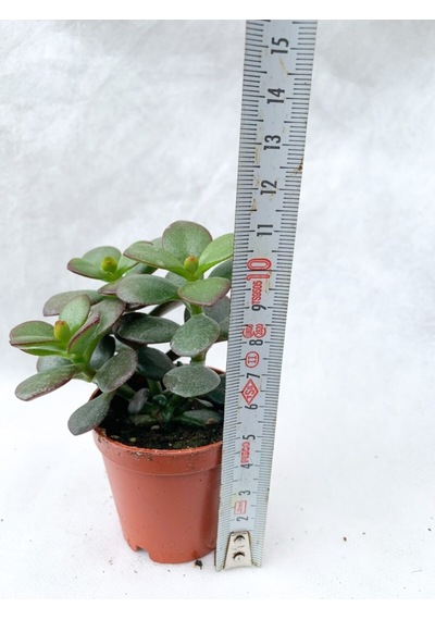 Crassula Ovata Sukulent Para Ağacı Şans Bitkisi 5.5 Cm Saksıda