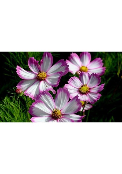 30+ Cosmos Picotee Çiçek TohumuMuhteşem Çiçekli N111826
