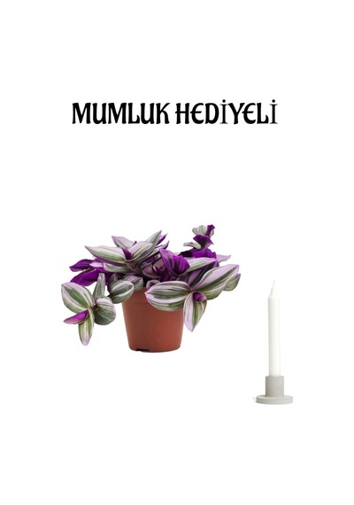 Pembe Telgraf Çiçeği Sevgililer Günü Hediyesi Mumluk Hediyeli Ofis Bitkisi