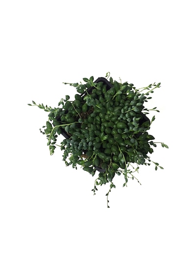 Senecio Rowleyanus (Tesbih Çiçeği) Ø10,5 CM Y15-20 CM