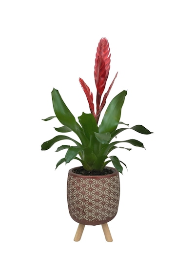 Kırmızı Alev Kılıcı Çiçeği Kiremit Rengi Motif Desenli Saksıda