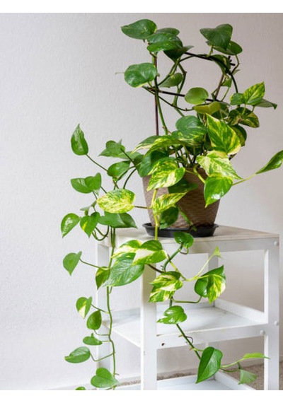 Videolu Sarı Alacalı Pothos Salon Sarmaşığı 1 Adet Mini Saksıda 5-15cm Iç Mekan Bitkisi