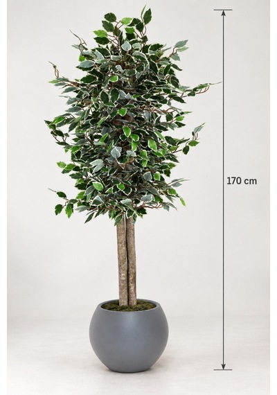 170 Cm Yapay Ficus Beyaz Küre Dekoratif Ağaç Yeşil