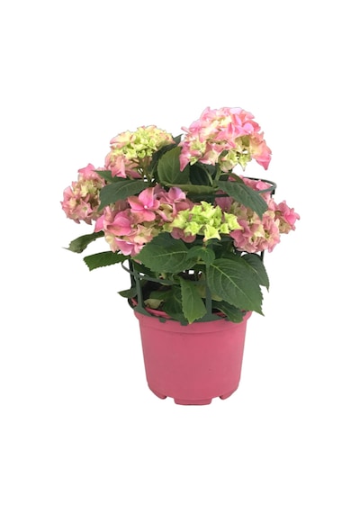 Hydrangea Macrophylla Pink (Pembe Ortanca) Ø17 CM 35-40 CM