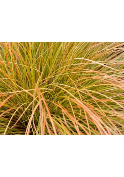 Carex Testacea 5'li Set - Otsu Yer Örtücü Bitki