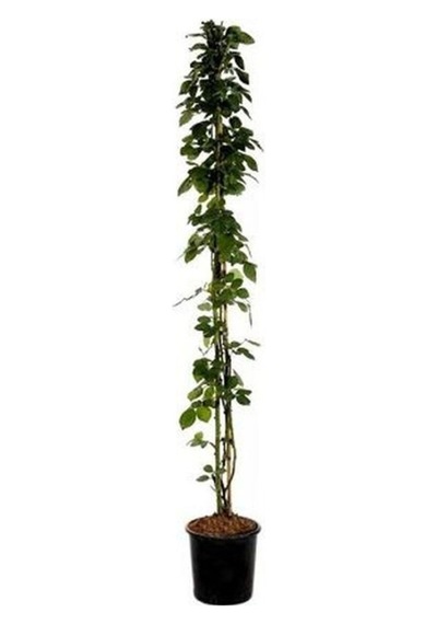 Pembe Mis Kokulu 1 Adet Sarmaşık Gül Fidanı Saksılı 100-150 Cm Pink Climbing Rose