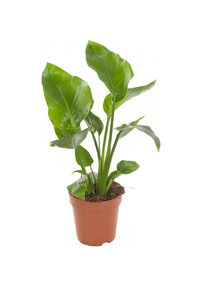 Mini Boy Starliçe Cennet Çiçeği Starliçe Çiçeği 1 Adet Saksılı 15-30cm Strelitzia
