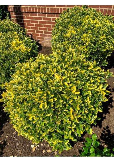 Gold Taflan Euonymus Japonica Aurea Büyük Boy 40 - 50 Cm 5 Ade