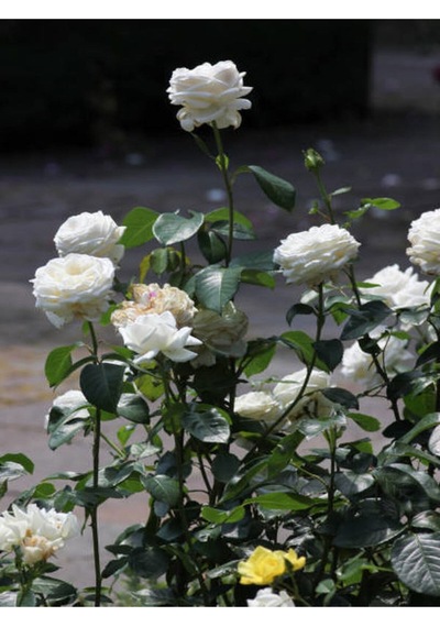 Yediveren Beyaz Pembe Ve Narçiçegi 30 80 Cm 3 Adet Saksılı Aşılı Gül Rose