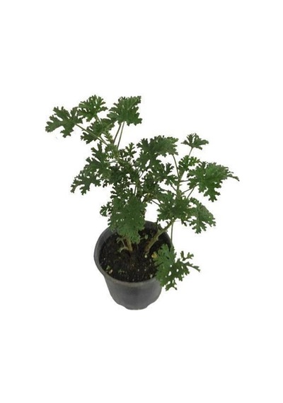 Saksılı Itır Çiçeği Mis Kokulu Gül Damlası Çiçeği 2 Adet 10-25 Cm