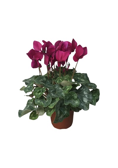 Cyclamen - Sıklamen Çiçeği Fuşya