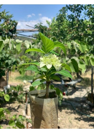 Mavi Ortanca Çiçeği Fidanı10-20 Cm