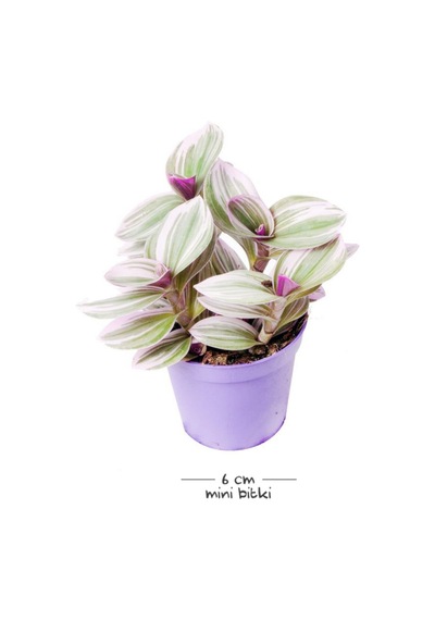 Videolu Tüylü Telgraf Çiçeği 5 15 Cm 2 Adet Saksılı Hediyelik Iç Mekan Bitkisi Tradescantia
