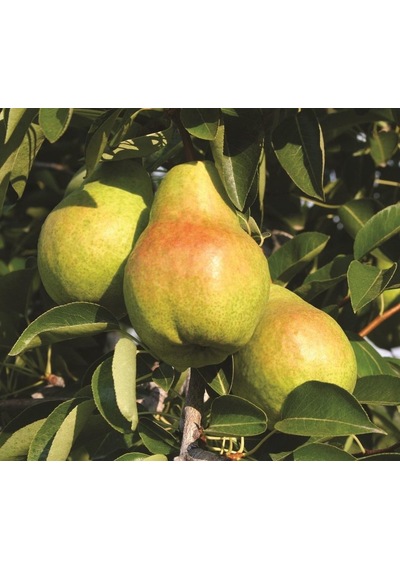 Tüplü Aşılı Aromatik Leziz Williams Barlett Armut Fidanı
