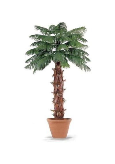 Washingtonia Robusta Palmiye Ağacı Tohumu 3 Adet Tohum