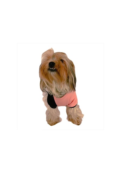 Kemique London Pineapple Kapüşonlu Köpek Sweatshirt Kemique London Pineapple Kapüşonlu Köpek Sweatshirt
