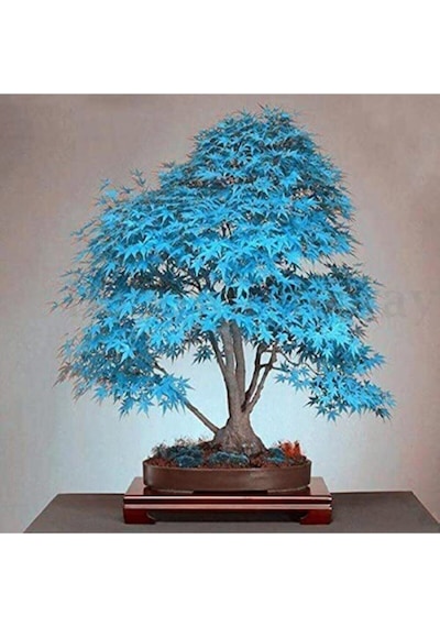 Mavi Akçaağaç Bonsai Tohumu 5 Adet