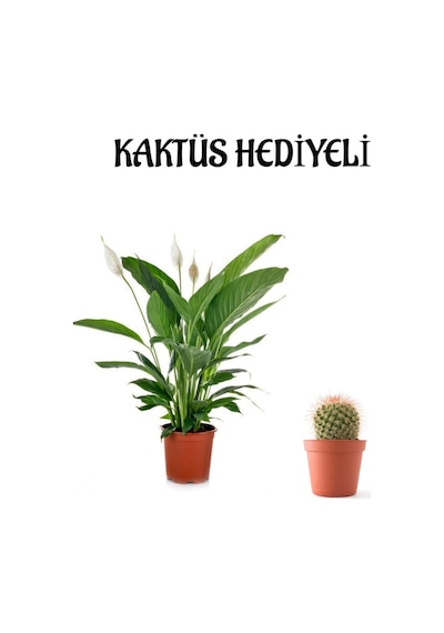 Hediyelik Beyaz Barış Çiçeği Sevgililer Gününe Özel Kaktüs Hediyeli