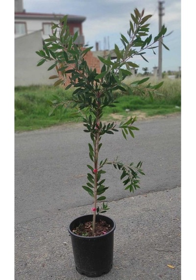 Fırça Çalısı Fidanı 30-60 Cm