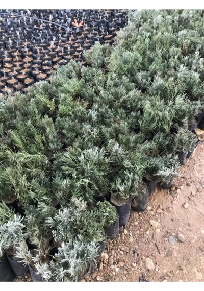 Köklenmiş Poşet Tüplü Lavanta Fidanı 1 Adet 15 - 25 Cm Intermedia