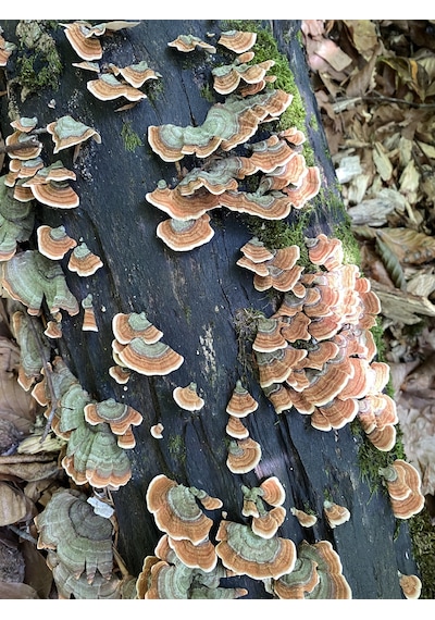 Hindikuyruğu Coriolus Versicolor 50 G