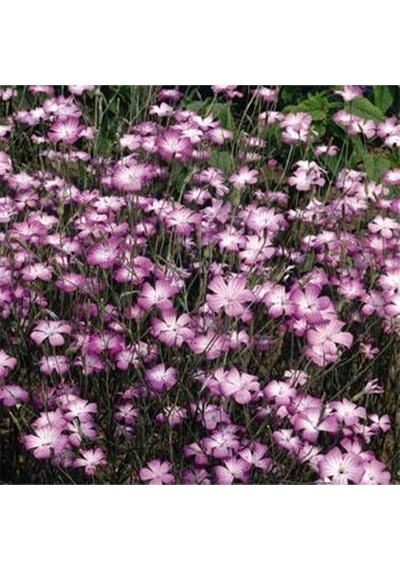 5 Adet Lilac Rosea Agrostemma Githago Barberry Tohumu