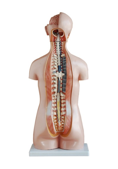 Insan Vücudu Modeli Torso 85Cm 20 Parça Cinsiyetsiz Tam Boy