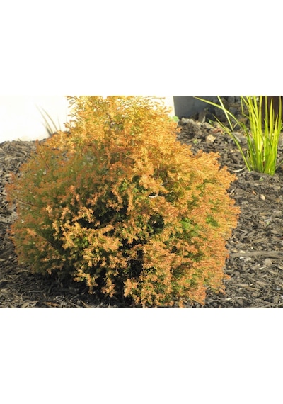 1-2 Yaş Arası Tüplü Raingold Mazı Thuja Occidentalis 'rheingold