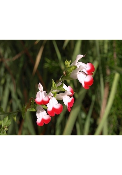 Süs Adaçayı - Salvia Microphylla 'Hot Lips' 10'lu Set