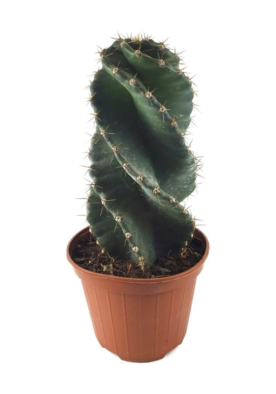 Cereus Forbesii 'Spiralis' (Kaktüs) Ø10.5 CM Y15-20 CM