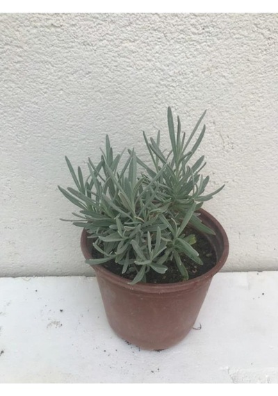Yoğun Kokulu Aromatik Lavanta Fidanı