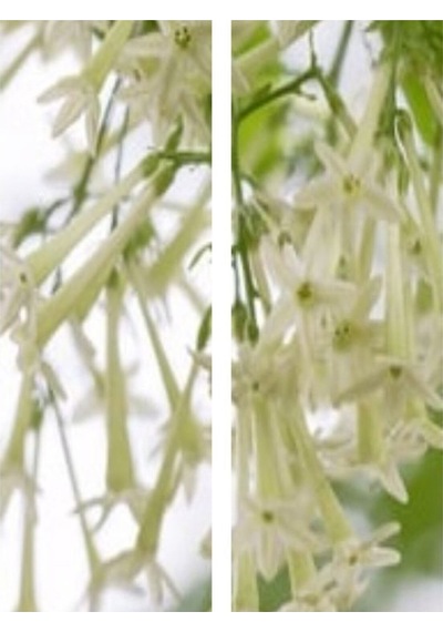 Mis Kokulu Melisa Kolanya Çiçeği Fidanı 40-60 Cm Saksılı Çiçekli Bodur Cestrum Nocturnum