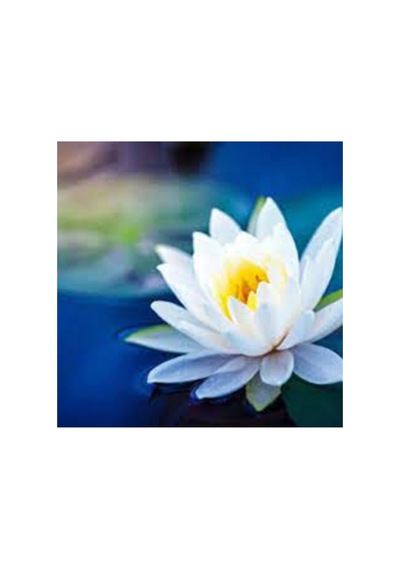 15 Adet Tohum Nadir Beyaz Lotus Dev Çiçek Tohumu Su Zambağı Nilüfer Kutsal Japon Çiçeği Tohumu