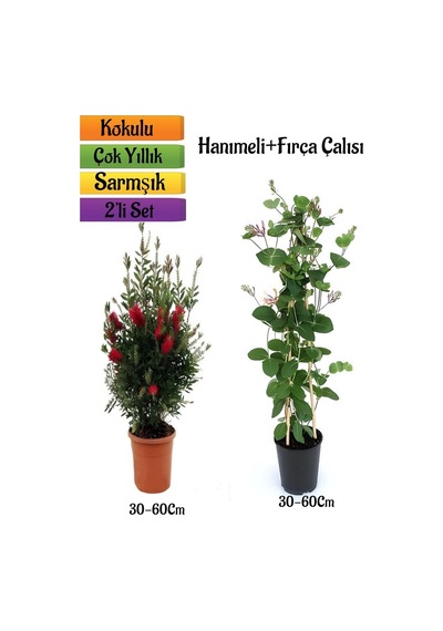 Kırmızı Fırça Çalısı+kokulu Hanımeli Çiçeği