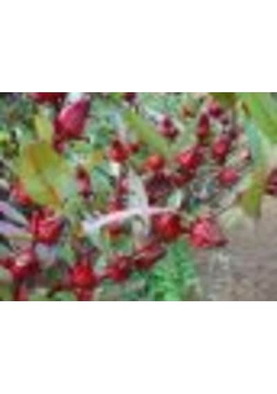 Sudan Bamyası Çiçeği Tohumu Roselle Çiçeği Tohumu Hibisküs Çiçeği Tohumu 10 Adet Tohum