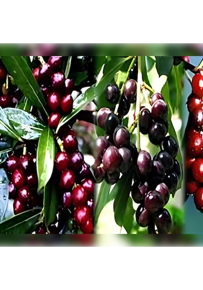 Karayemiş Taflan , Trabzon Kirazı 150-200 Cm Özel Kalite Olar