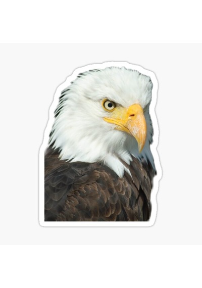 Araba Için Kartal Oto Sticker Yapıştırması Etiket 17Cm W7