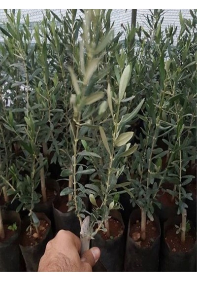 Videolu Bodur 1 Adet Zeytin Ağacı Fidanı 60-80cm Saksılı Dwarf Olive