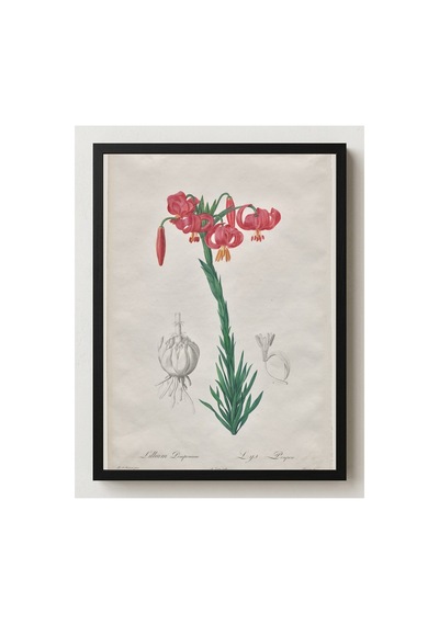 Botanik Sarık Zambağı Les Liliacées Çerçevesiz Poster 21x30 Cm A4 Botanik Doğa Tarihi Duvar Dekoru