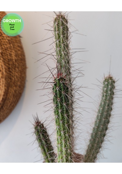 Peniocereus Serpentinus Kaktüs 1 Adet