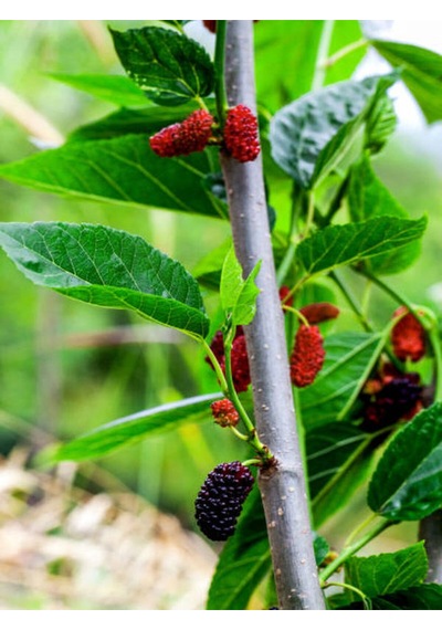 Videolu Ters Paraşüt Dut 90 110 Cm 1 Adet Tüplü Meyve Ağacı Mulberry Tree