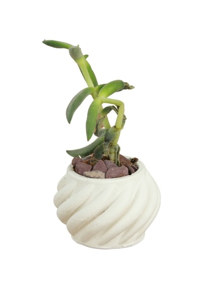 Dekoratif Saksı Minik Kaktüs Saksısı 1 Adet Kalın Çizgili Spiral Model - Beyaz