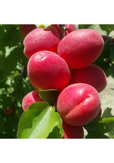 Tüplü Yüksek Verimli Zaiges Red Kırmızı Kayısı Fidanı