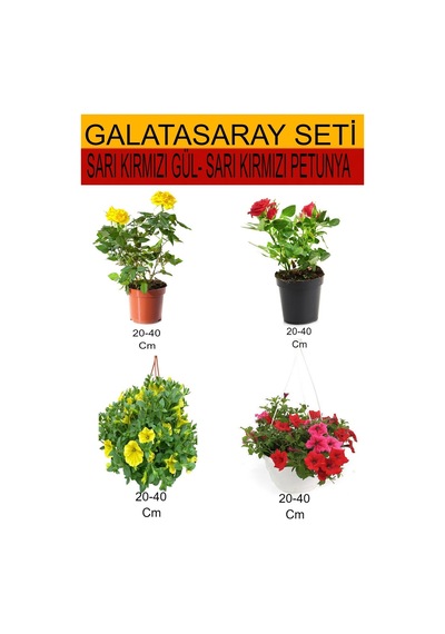 4'lü Takım Seti Sarı- Kırmızı Gül+ Sarı Kırmızı Askılı Saksılı Petunya Çiçeği