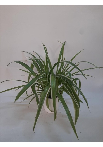 Kurdela Çiçeği Fidanı Comosum 10-20 Cm